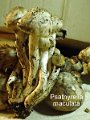 Psathyrella maculata-amf1605